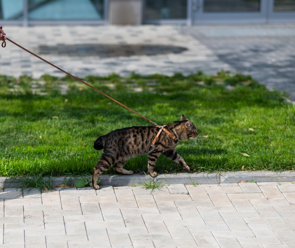Cat Leashes