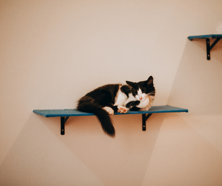 Cat Wall Hung Climbing Village