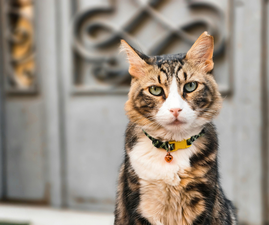 Cat Collars