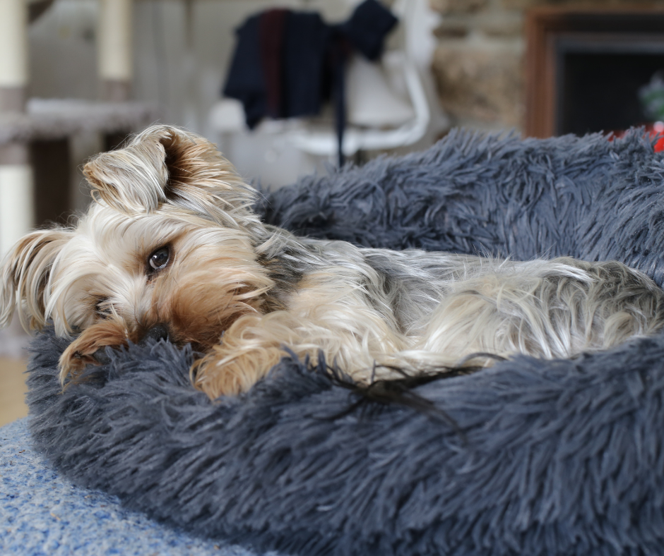 Dog Beds