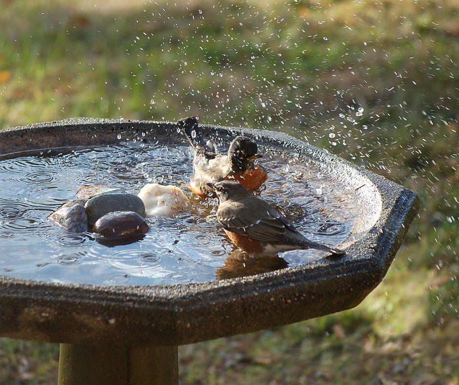 Bird Bath