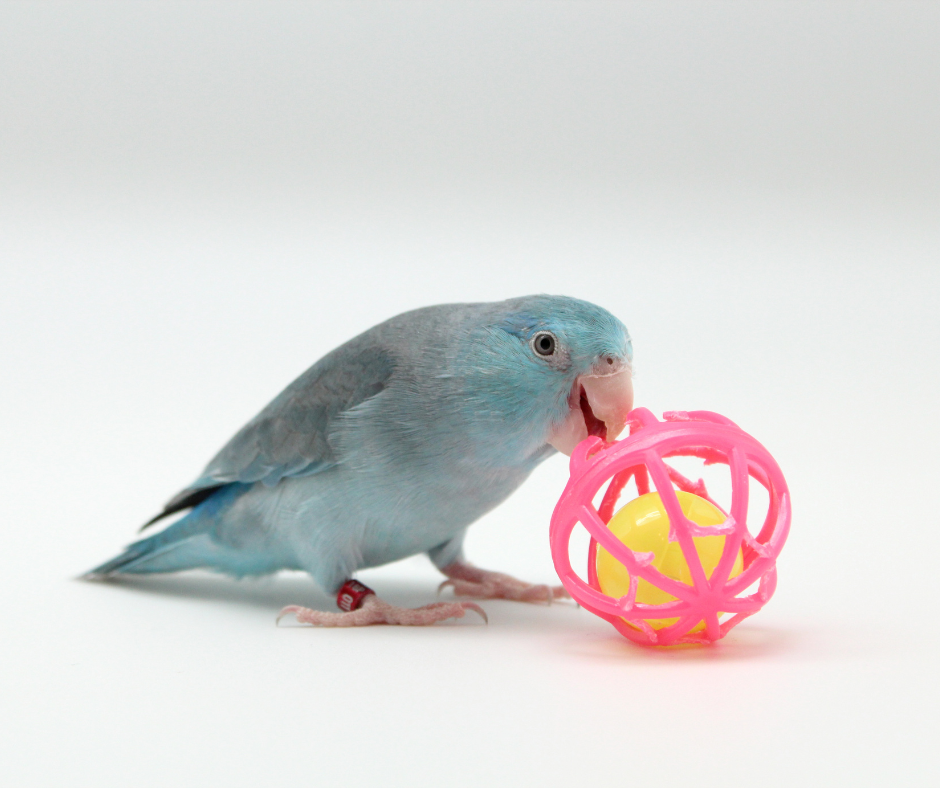 Bird Toys