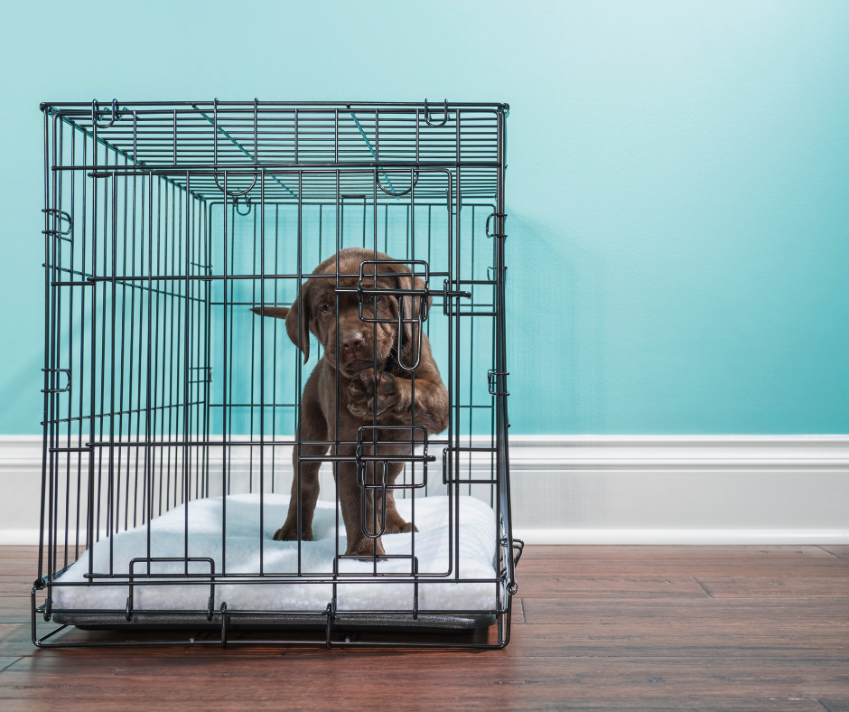 Dog Cages